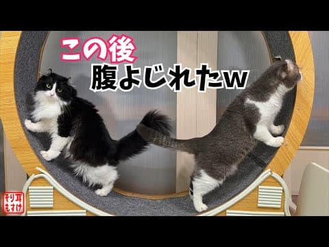 【爆笑】まるで人間みたいなコントを始めた猫たちに大笑いw