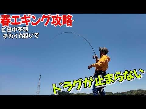 春イカモンスターエギング攻略！潮が弱い日のド日中に余裕の〇キロ超え！狙うタイミング、違和感、赤潮から引き出す予測攻略法実践