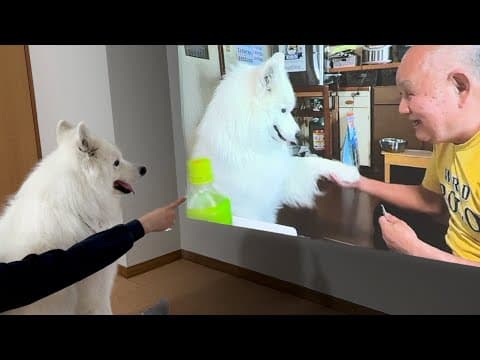 画面から大好きなじいちゃんの声がするたびに部屋を探し回っちゃう犬がかわいすぎました…