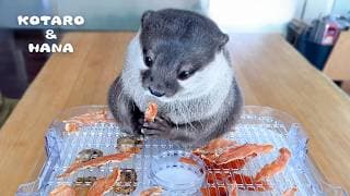 カワウソの大好物でジャーキーを作ったらこうなった　Otters Try Their Favorite Foods as Homemade Jerky!