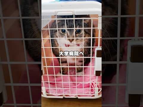 手術をしても治らなかったので大学病院へ行くことになりました😭 #猫