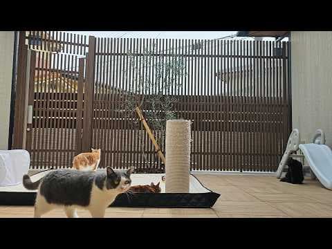猫が絶対に脱走できないキャティオを作った本当の理由