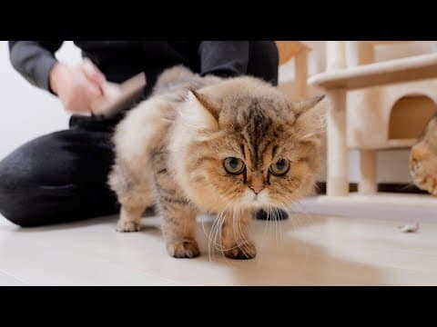 This kitten was so cute when he got angry after being brushed!