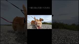 恐れていた日が来てしまった　#猫 #コーギー #マンチカン