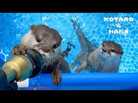 ホースに夢中のカワウソとその横でキレるカワウソ　Otter vs Hose: THE FINAL RECKONING