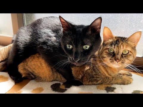 妹猫が大好きすぎる黒猫くんがギューッとして離れなくなりました