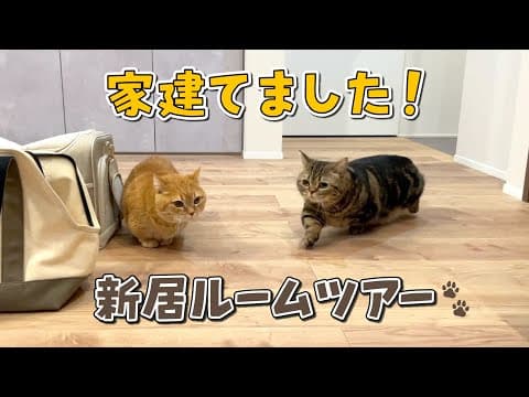 愛猫と暮らすための家を建てました！
