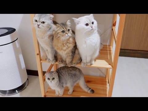 This kitten family waiting together for food was so adorable!