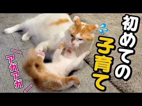 新入り子猫に懐かれた元末っ子猫が苦戦しながらの子育てに初挑戦！