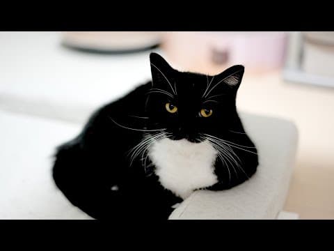 うには歯の手術を受けました Uni underwent surgery to treat swollen gums