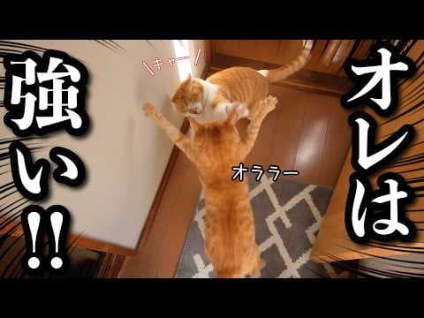 先住猫と保護した子猫を会わせたら大変なことになりました‥