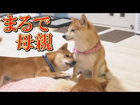「発作が続く兄柴犬は私が守る！」家族を支え続ける妹柴犬に変化が・・・