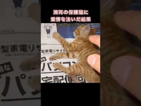 瀕死の保護猫に愛情を注いだ結果...#shorts #猫 #子猫