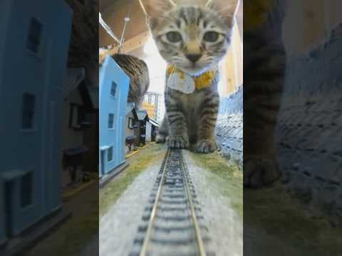 “Curious Paws and Clinking Rails” #shorts