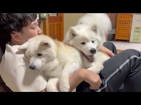本当に大好きなんだというのが伝わるサモエドの真っ直ぐな愛、柴犬とシンクロする