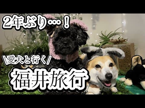 【愛犬と旅行】10歳になったコーギーくきたんと2年ぶりの福井県へ