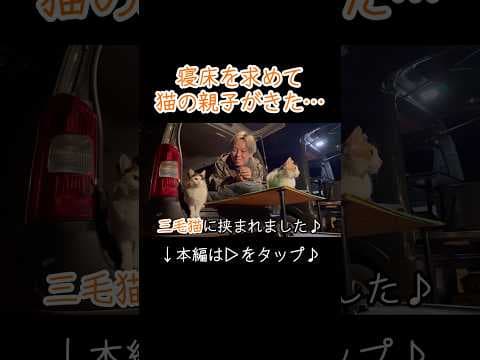 焚き火を求めて現れた猫の親子！結局一緒に寝る事に…【キャンプ】
