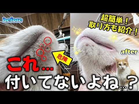 【自宅で簡単セルフチェック！】猫のアゴの下に「黒いポツポツ」を発見したらすぐに対処してください！