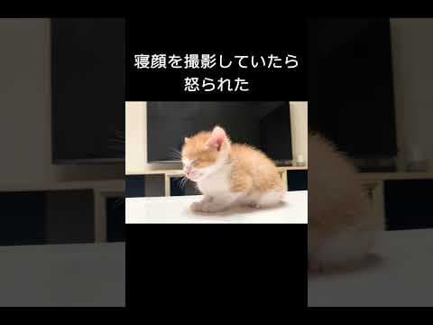 寝顔を撮影していたら怒られた #保護子猫 #子ネコ