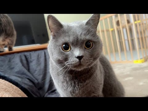 When I woke up, I was surrounded by my cats who wanted me to take care of them.
