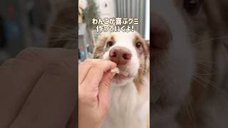 愛犬が喜ぶ犬用『グミ』の作り方！🐾はちみつヤギミルク味🐐🍯#shorts #dog