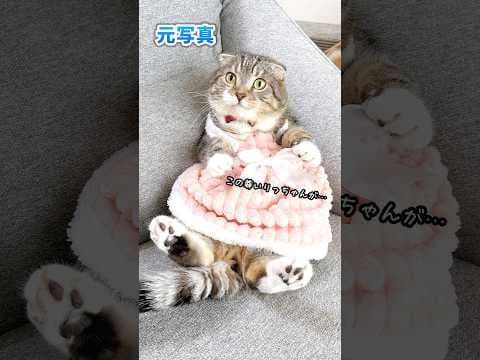 りっちゃんを擬人化したら変なおっさん出てきてしまった飼い主の末路がコチラ🤣🤣🤣 #猫