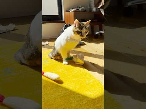 自分のオムツの匂いに衝撃を受ける猫 #フレーメン反応 #cats