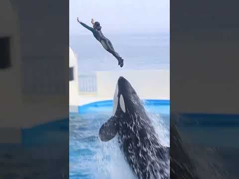 ララのキレッキレスカイロケット最高!! #Shorts #鴨川シーワールド #シャチ #kamogawaseaworld #orca #killerwhale
