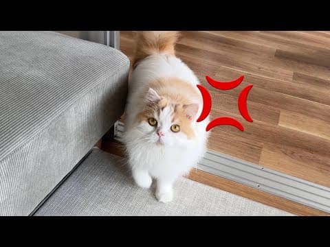 飼い主に裏切られて久しぶりに怒っちゃった猫がかわいすぎました！