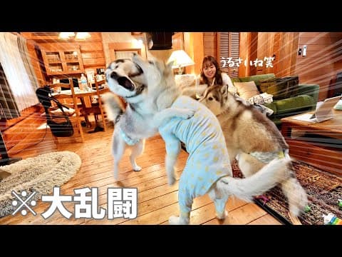 【山中湖】3兄弟と別荘に泊まったらハスキー犬らしさ全開で騒がしい旅行になりました...笑　【シベリアンハスキー】【フェザント山中湖】