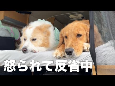 とんでもないイタズラをして怒られた犬がコチラです...【ボーダーコリー•ゴールデンレトリバー】