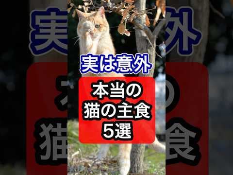 【実は意外】猫の本当の主食5選を獣医師が解説 #保護猫 #獣医師 #cat #猫 #ネコ #ねこ #ねこのいる生活 #猫のいる暮らし #猫動画