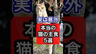 【実は意外】猫の本当の主食5選を獣医師が解説 #保護猫 #獣医師 #cat #猫 #ネコ #ねこ #ねこのいる生活 #猫のいる暮らし #猫動画