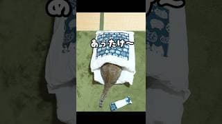 【その後】思ってた猫布団と違う…汗 #元野良猫 #面白い #猫ッチョファミリー