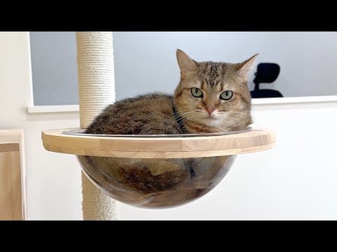 猫のつぶれ肉球を下から覗いてみたら可愛すぎた…