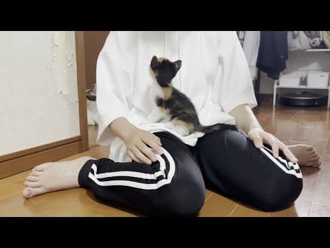子猫にどう接したらいいのか困惑するオデコと娘