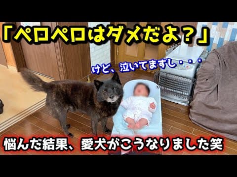 【子守り犬】赤ちゃんが泣くといても立ってもいられない甲斐犬にほっこり