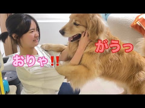 まるで兄弟喧嘩のようにマジでつかみ合いのバトルを繰り広げる姉と大型犬クッキー【ゴールデンレトリバーとミニチュアダックスフンド】