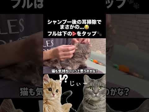 猫の耳掃除中に事件発生www#shorts #猫 #猫好きさんと繋がりたい
