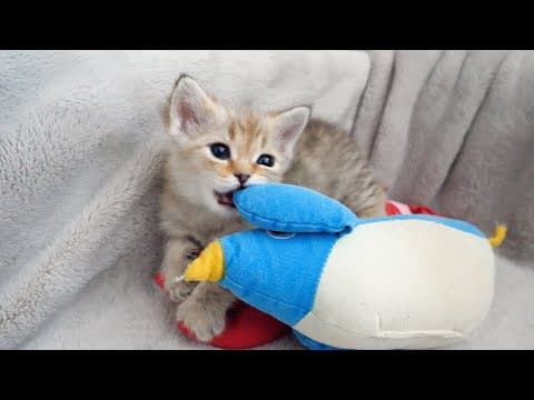 Here is the second cat of the four sisters who are hard on Penguin and her sister cat...