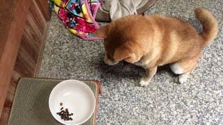 手で食べさせて欲しくてワザとご飯を残す柴犬  Shibe wanted to feed from the owner's hand, so deliberately left a food.