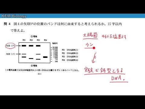 高校生物「大阪大学2023大問４（問4、問5）電気泳動」