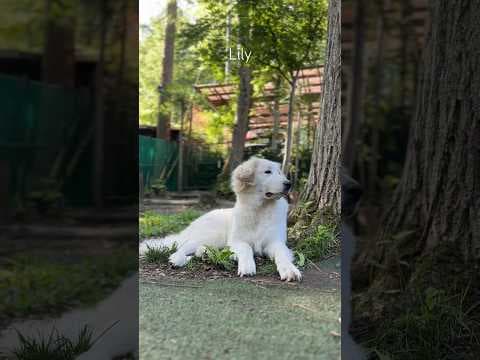 Lily リリー #greatpyrenees #todaysrunrun #グレートピレニーズ #今日のルンルン