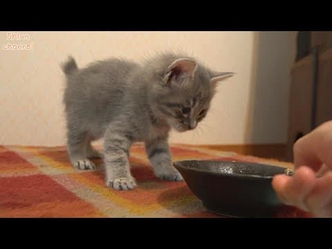 【生後35日】子猫に初めてスープをあげたらこうなりました…