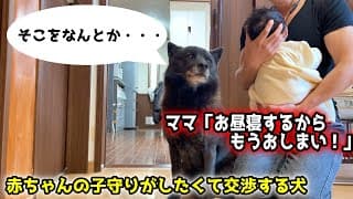 赤ちゃんの世話がしたすぎて何度も交渉する甲斐犬一休