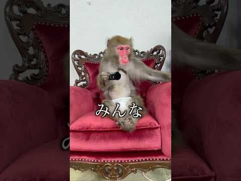 YouTubeで最も有名なニホンザルが自己紹介してやる #monkey