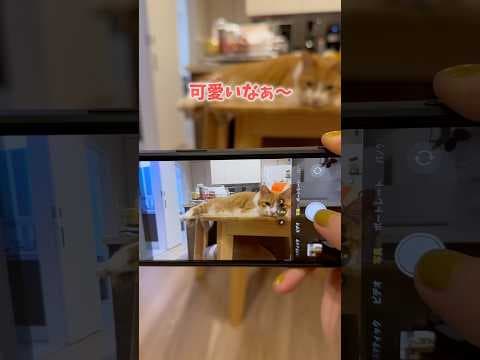 可愛いすぎて始まる猫の撮影会。