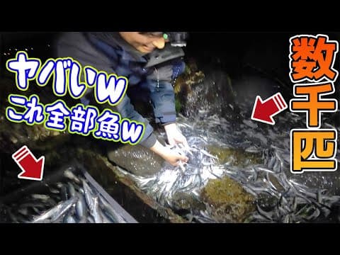 【異常事態】離島の神社に数万匹の魚が打ちあがり大パニックｗｗｗ