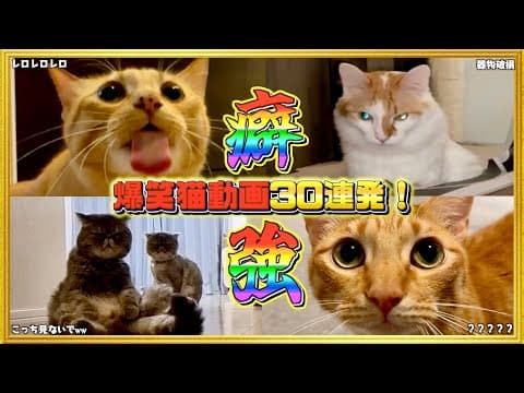 【爆笑】ツッコミどころ満載なおもしろ猫動画30連発！