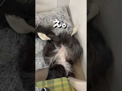 飼い主が好きすぎて、遂に椅子の下で寝てしまう愛犬#shorts